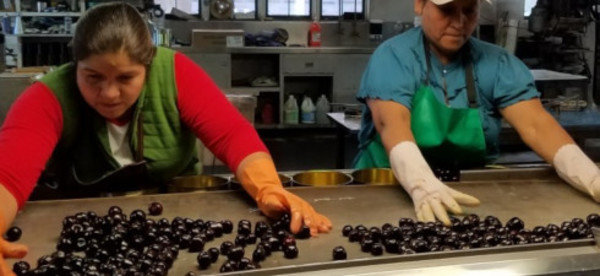 Display cherry factory